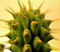 Weight loss. Hoodia herbal pills helps fight obesity.