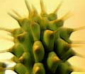 Weight loss. Pillole di erbe naturali hoodia di dieta che arrestano l'appetito.